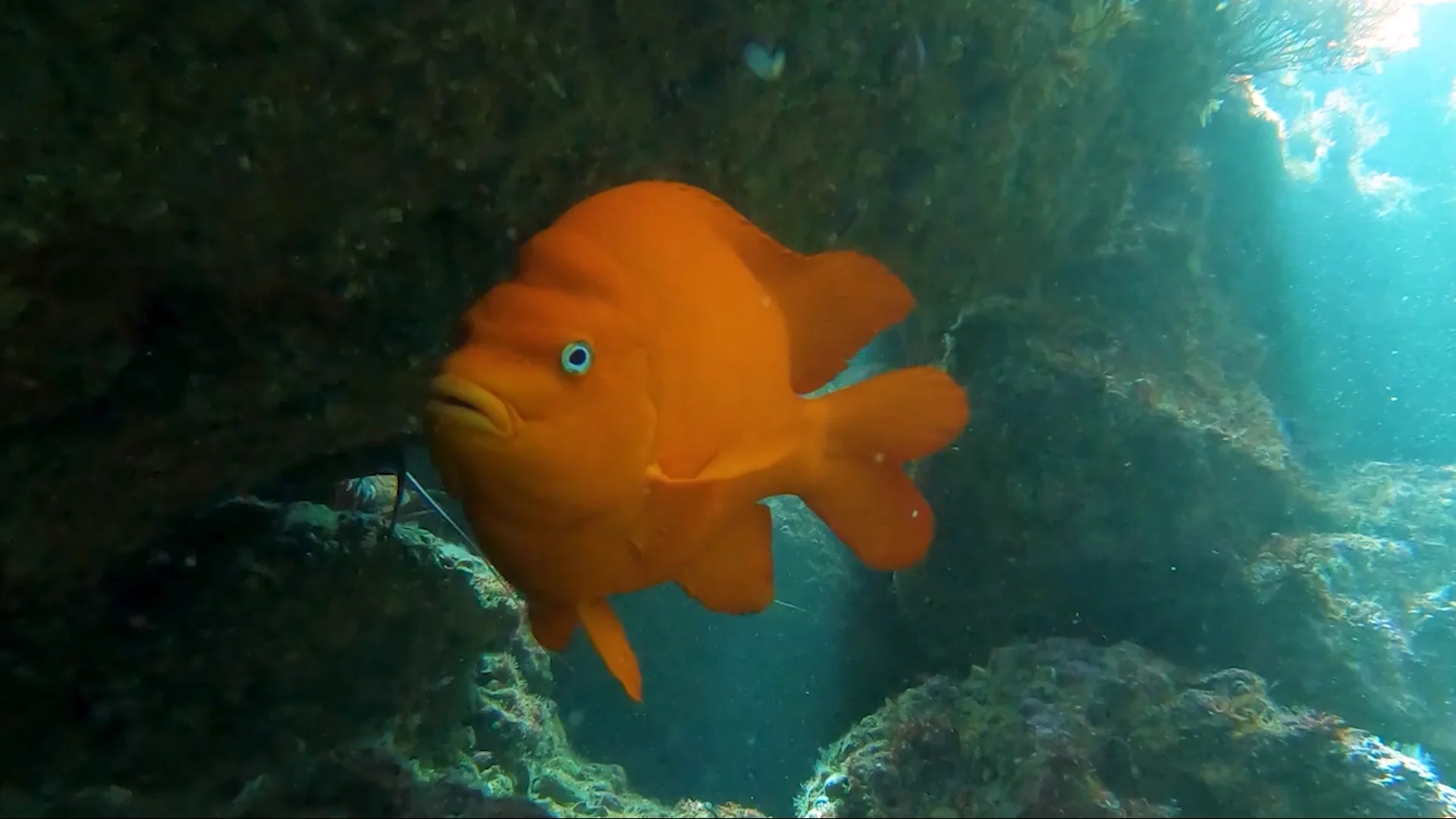 Your experience at La Jolla Snorkeling Tour
