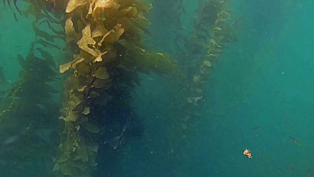 La Jolla Snorkeling Tour Experience