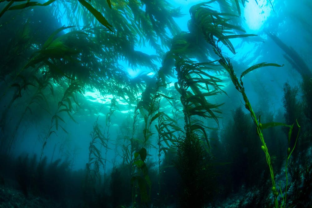 Snorkeling in San Diego at La Jolla Cove