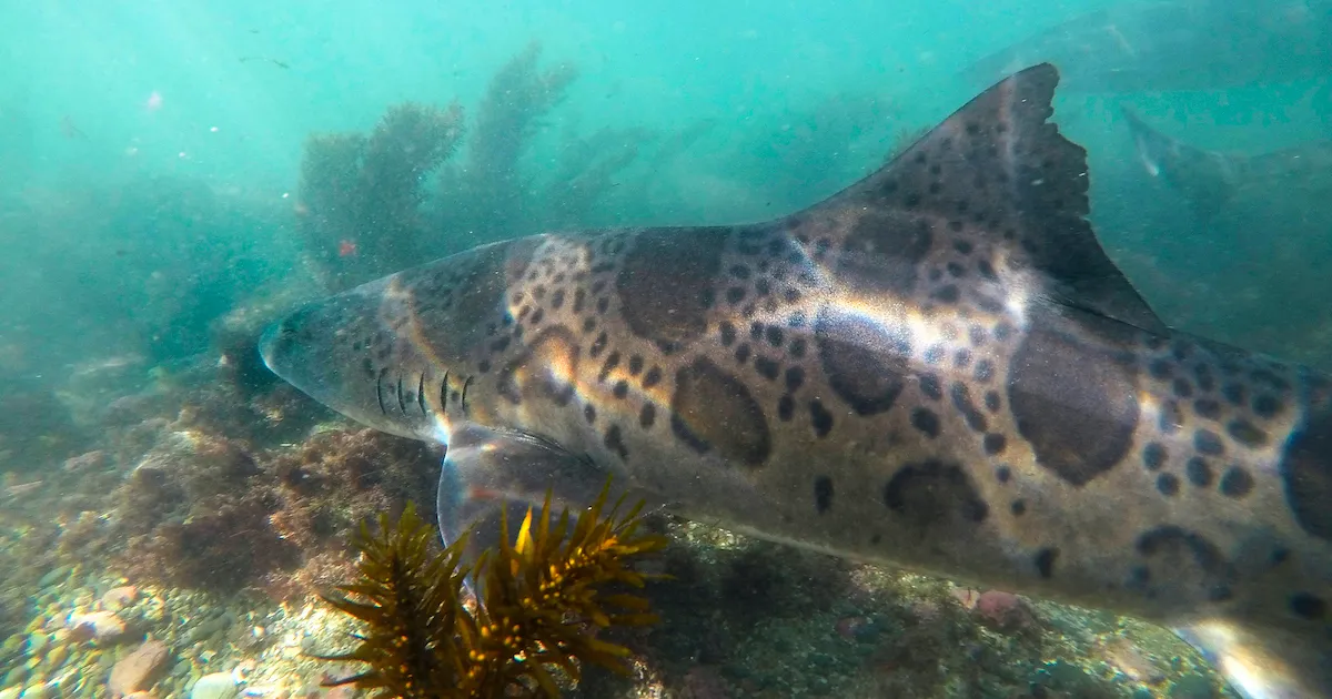 Your experience at Snorkeling in San Diego