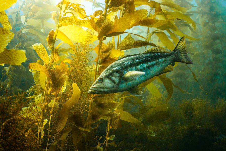 La Jolla Shores Snorkeling Overview