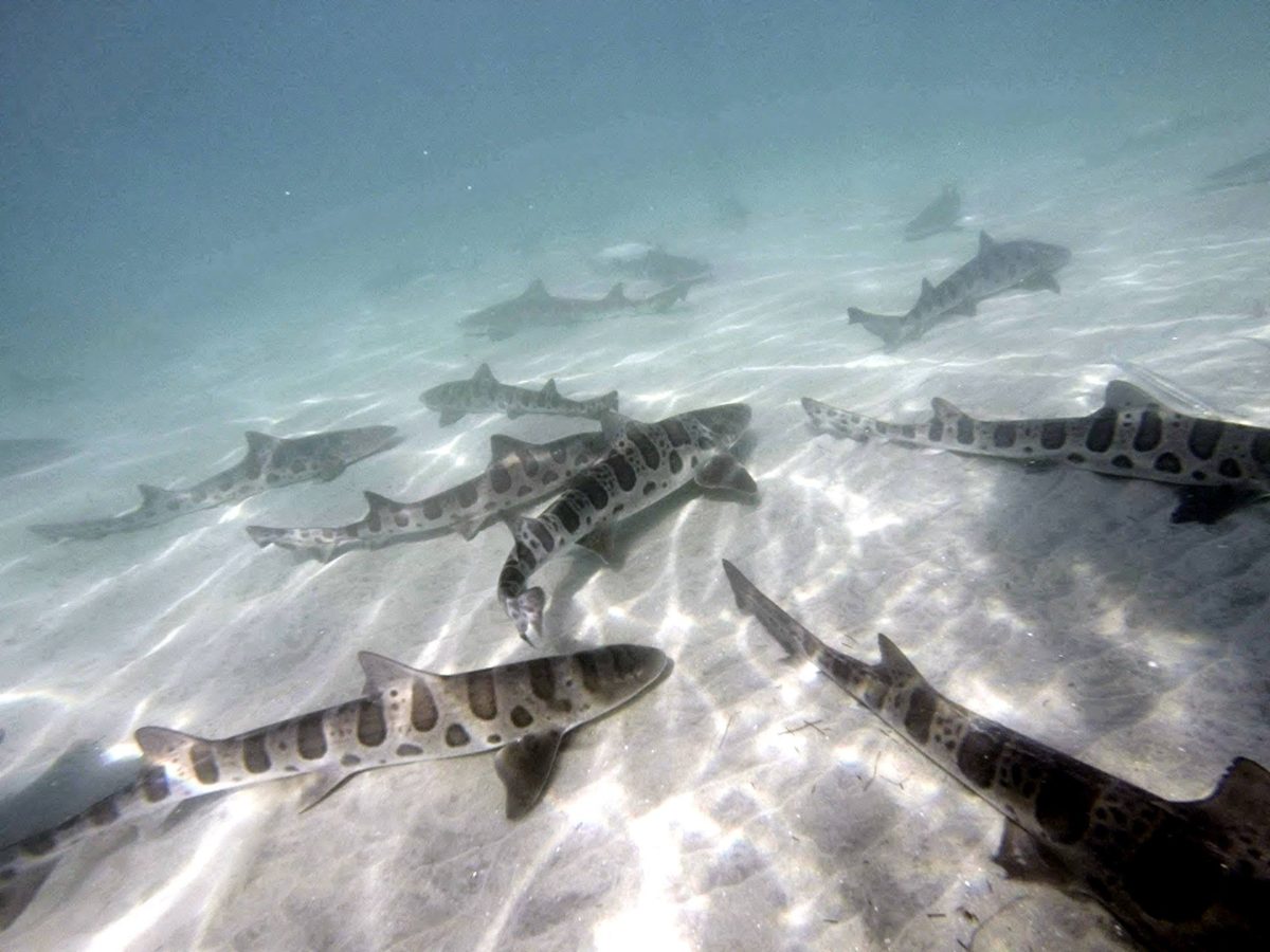 Your experience at La Jolla Shores Snorkeling