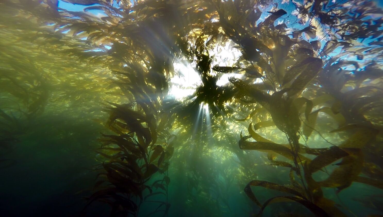 Snorkeling San Diego at La Jolla Cove