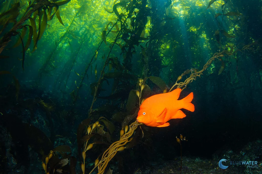 Your experience at Best Snorkeling San Diego
