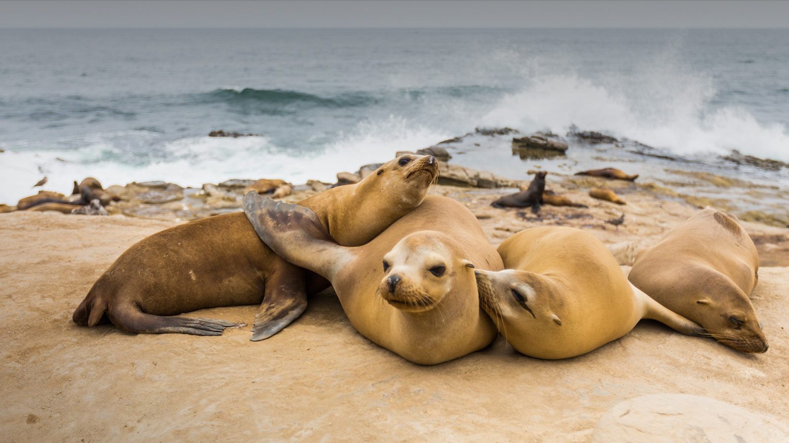 La Jolla Sea Lion Colony