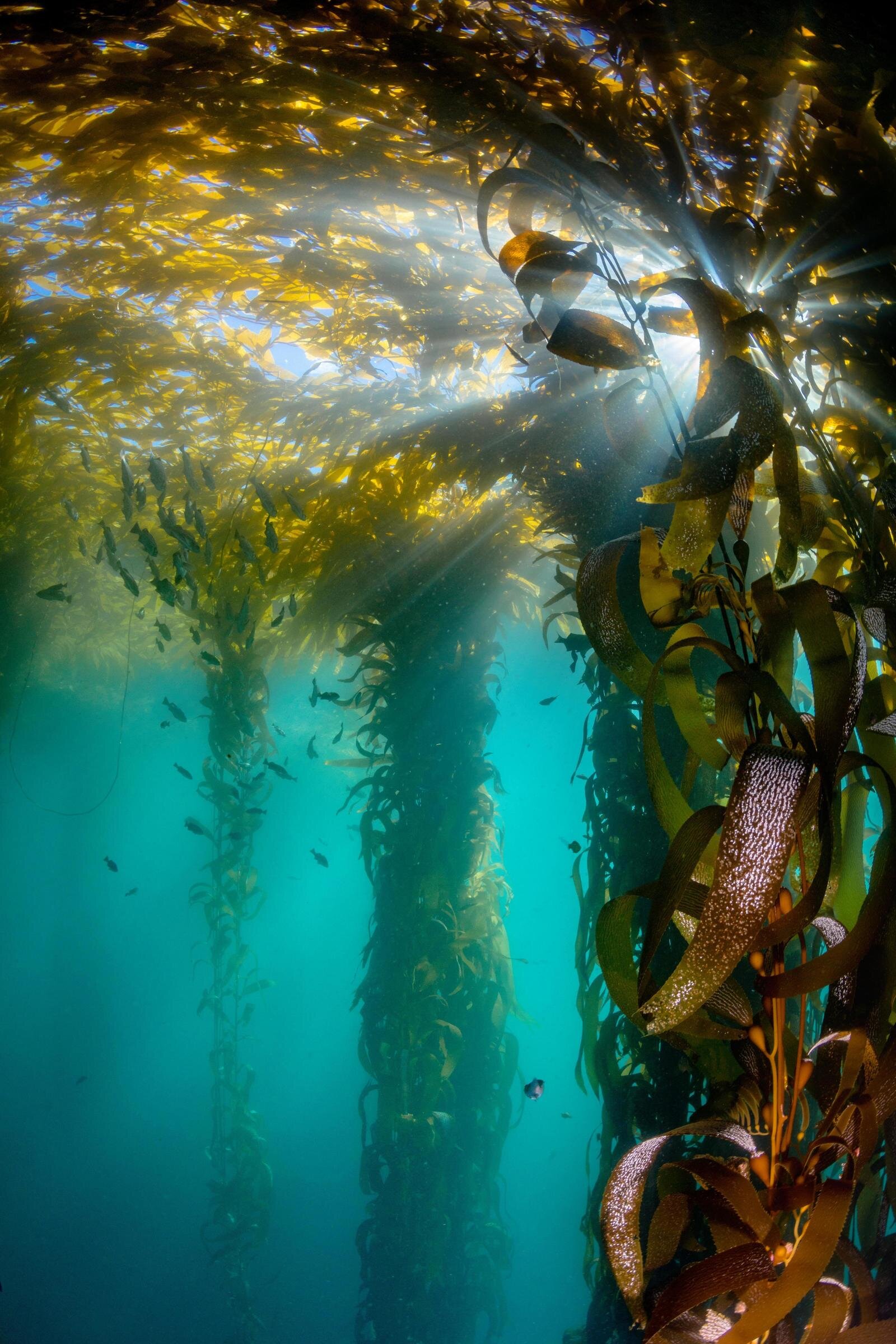 Boomer's Kelp Beds