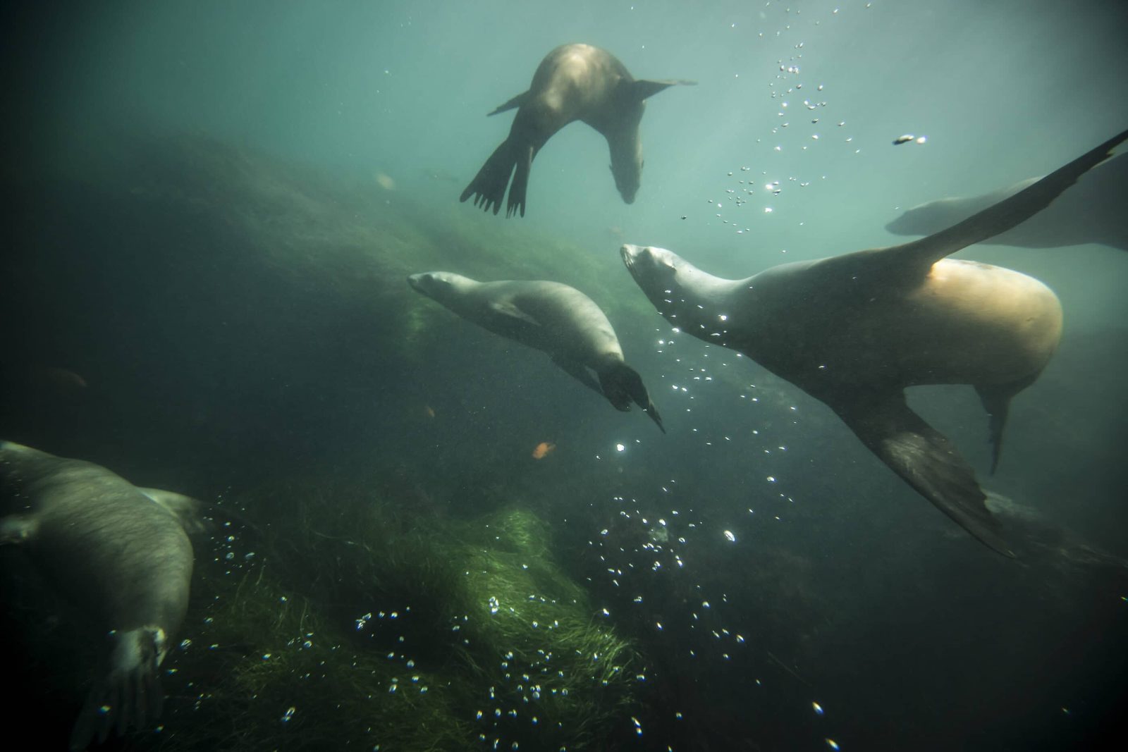 Your experience at Snorkeling San Diego