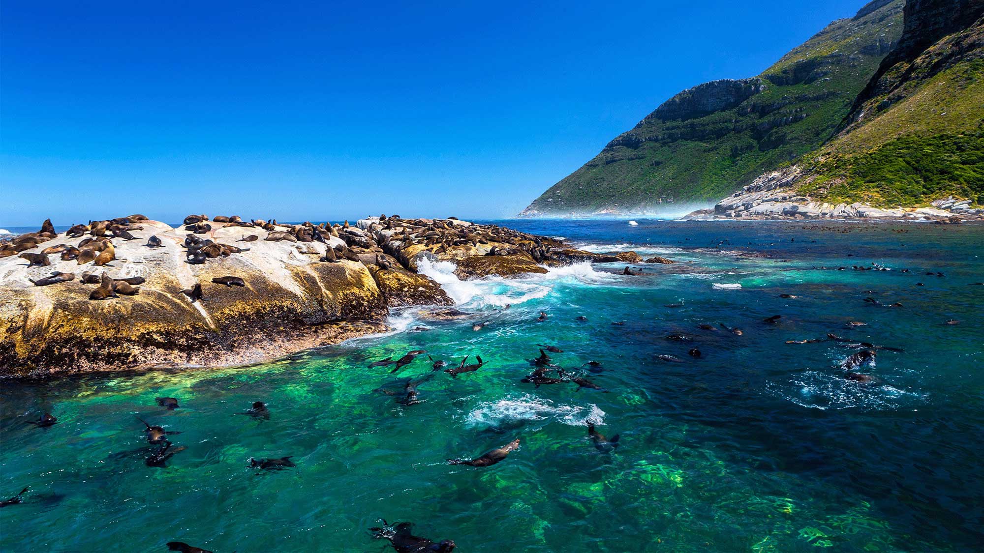 Hout Bay Seal Island Boat Cruise Prices