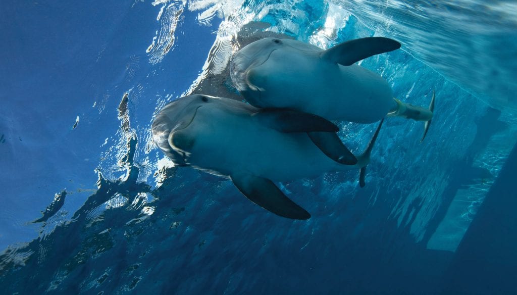 Clearwater Marine Aquarium