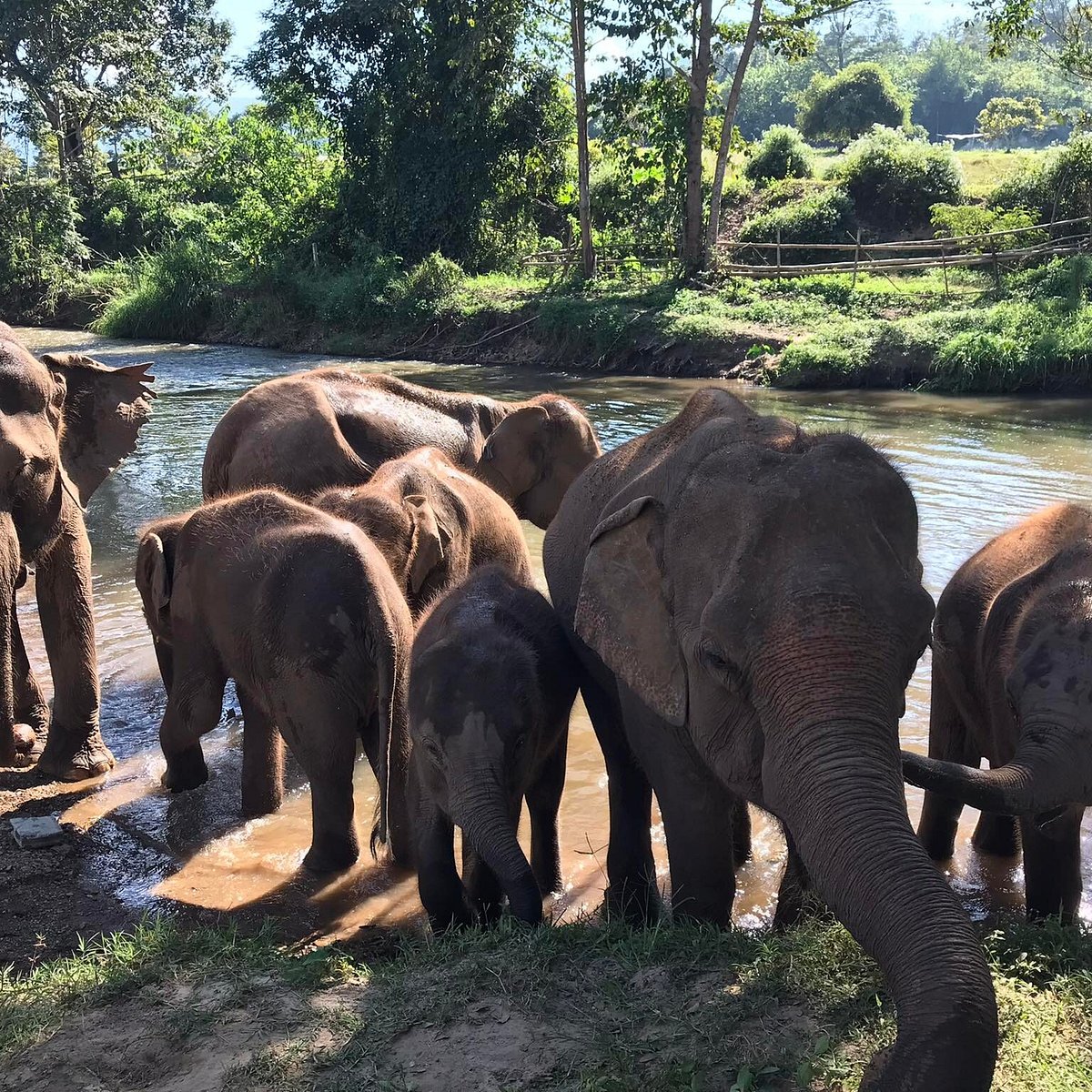 Elephant Sanctuary Visits