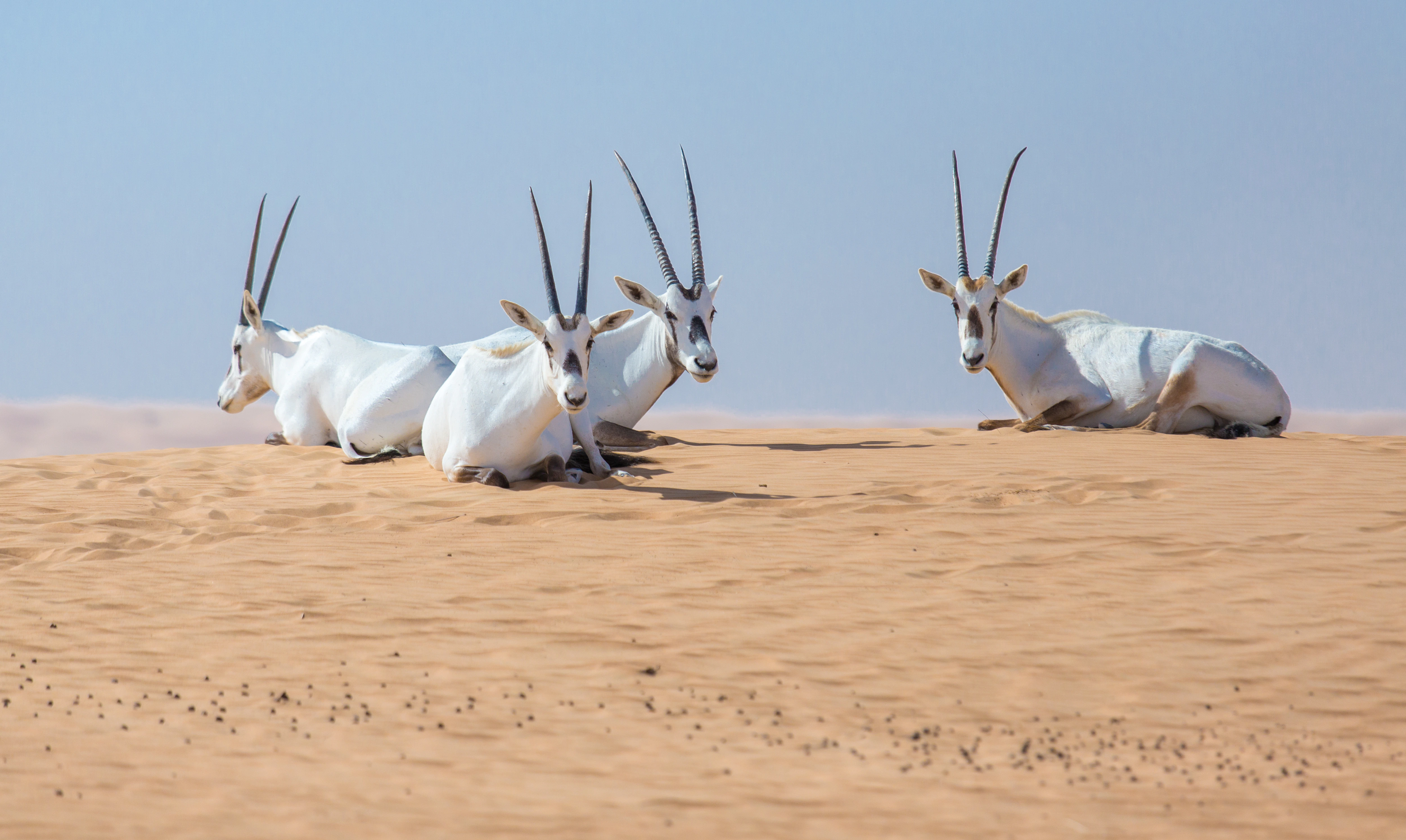 Dubai Desert Conservation Reserve