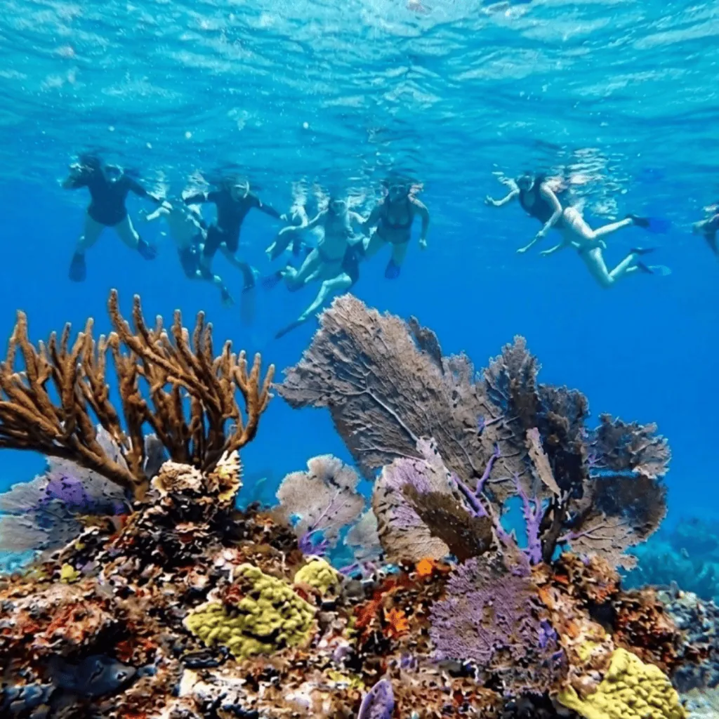 Coral Formations