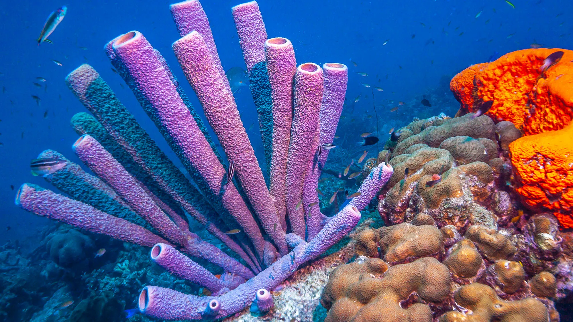Paraiso Reef