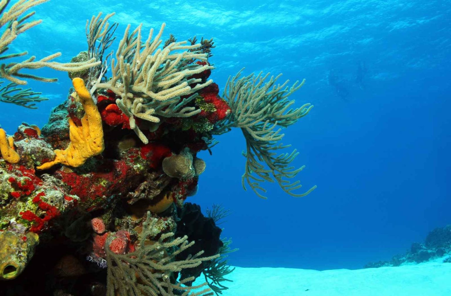 Columbia Reef