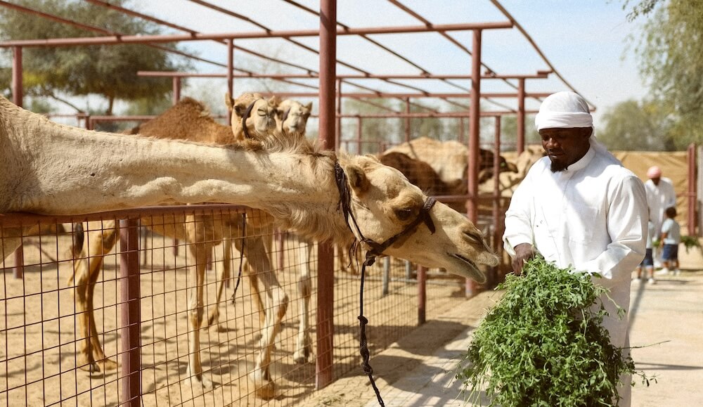 Sunset Camel Farm