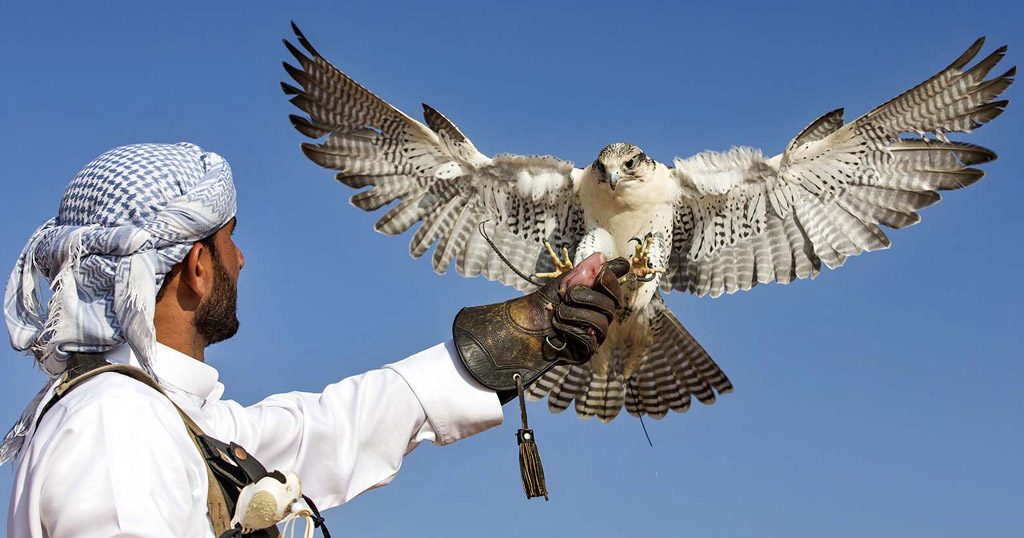 Arabian Falconry Arena