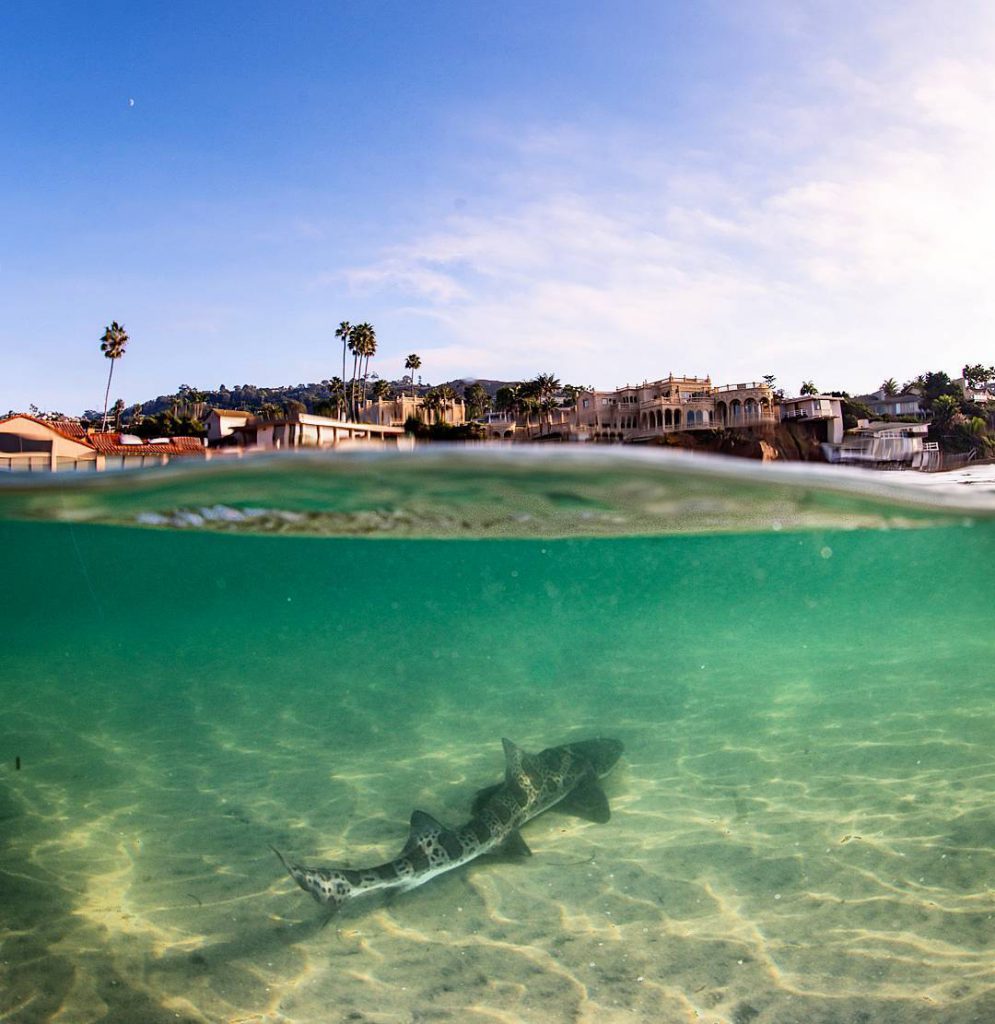 La Jolla Shores Snorkeling Map