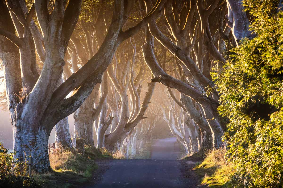 The Dark Hedges