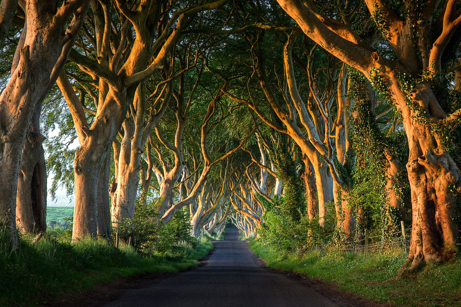 Dark Hedges Stop