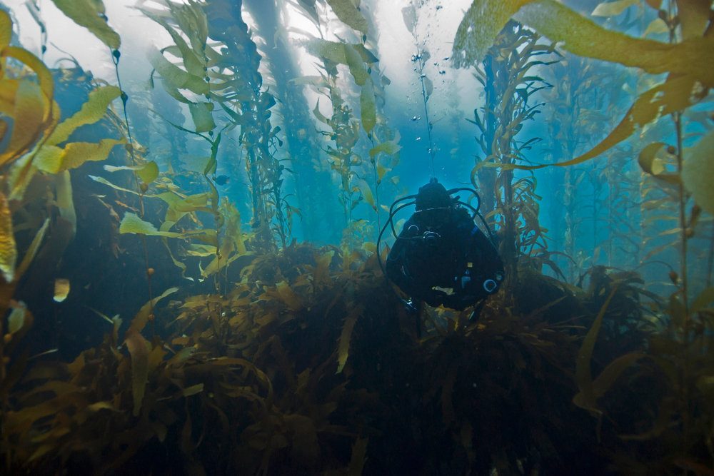 Marine Life Reserve