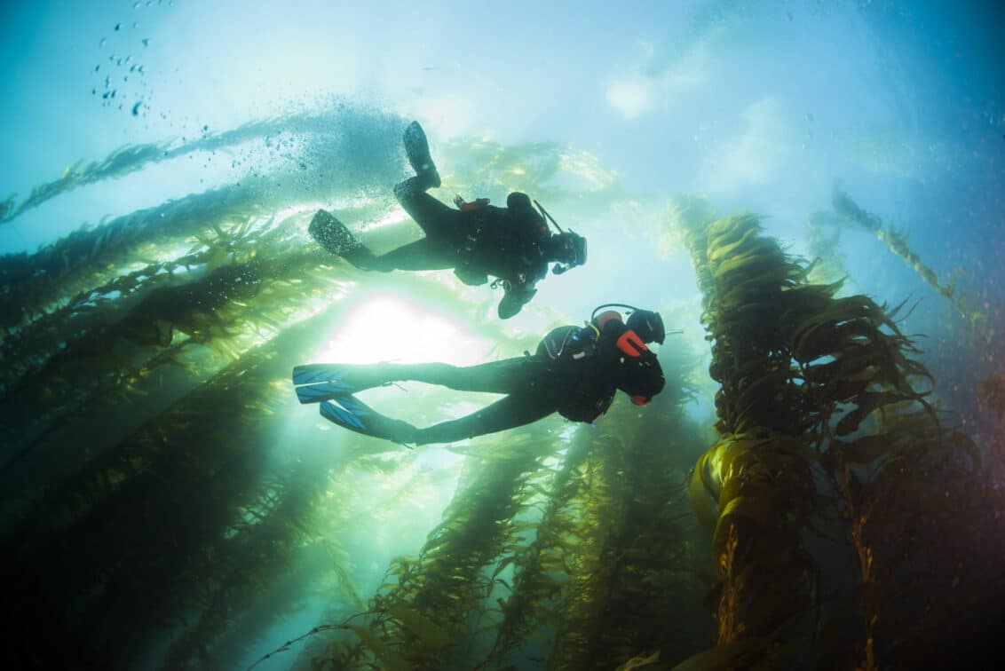 Kelp Forest
