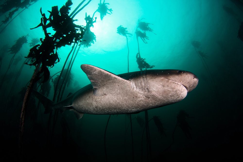 Seven-Gill Shark Reefs