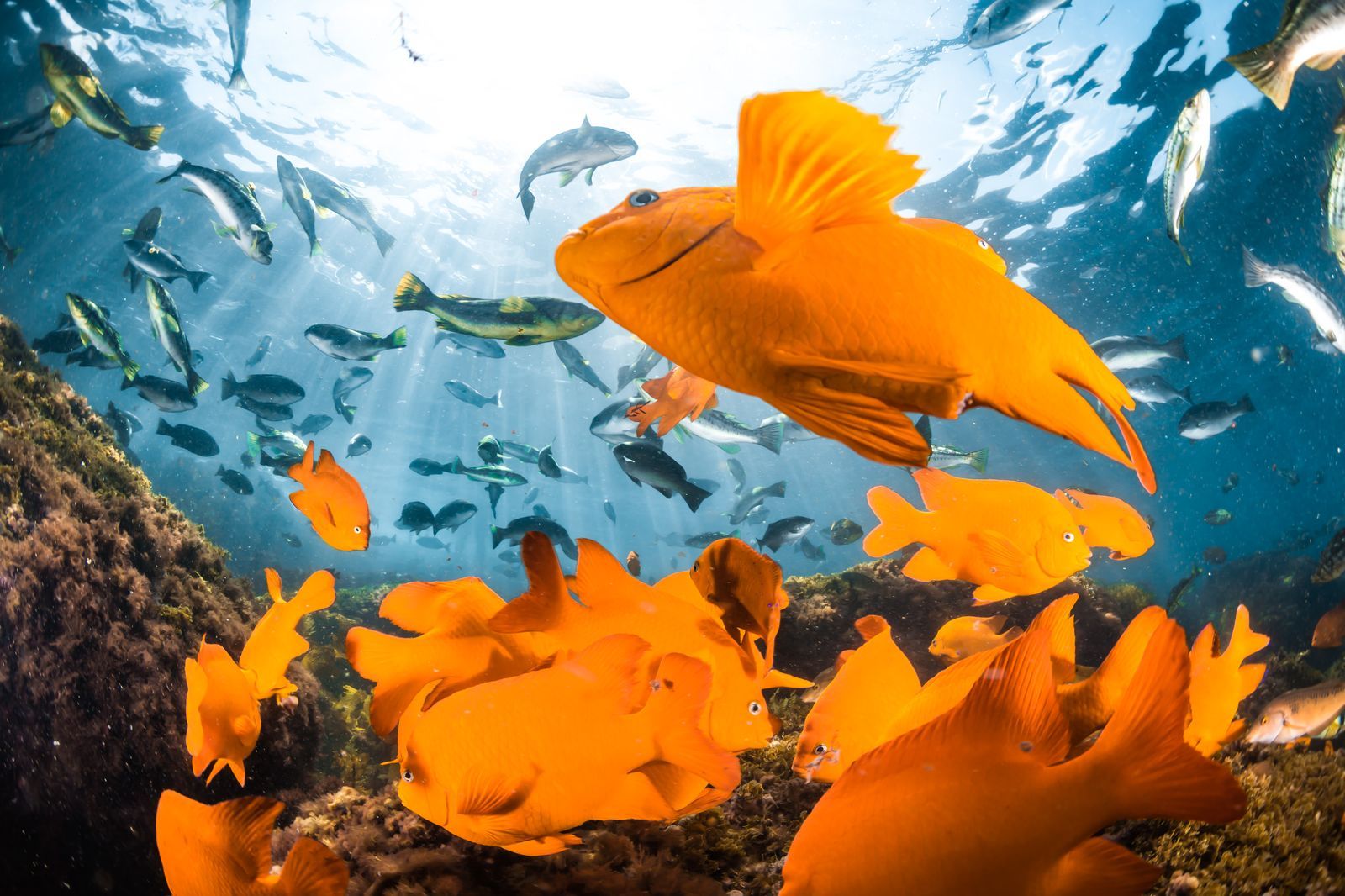 Garibaldi Habitat