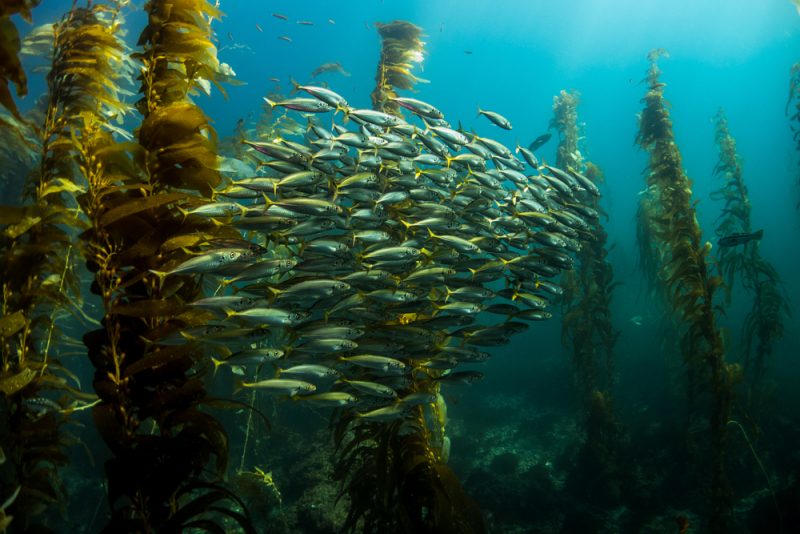 Kelp Forests