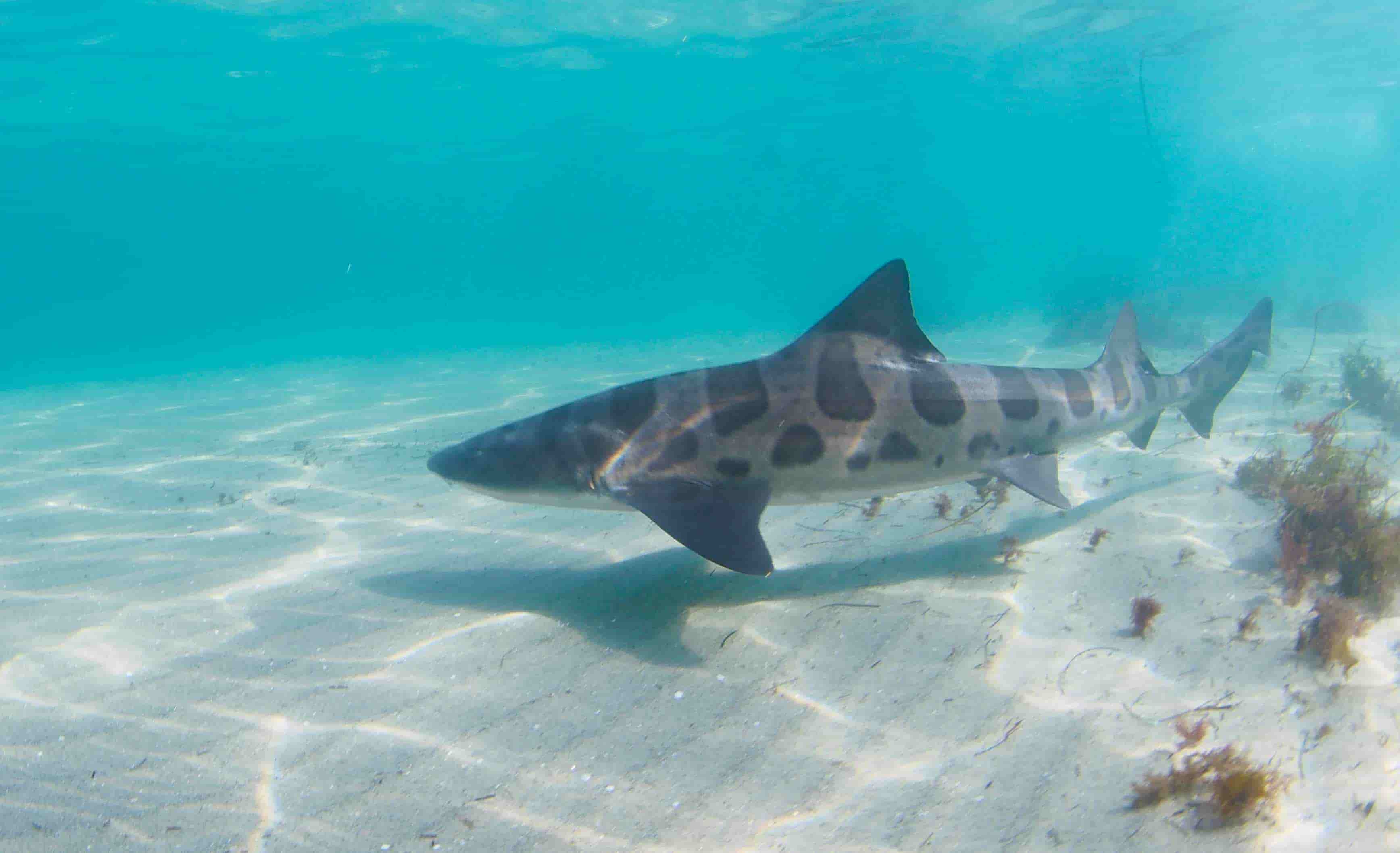 Leopard Shark Grounds