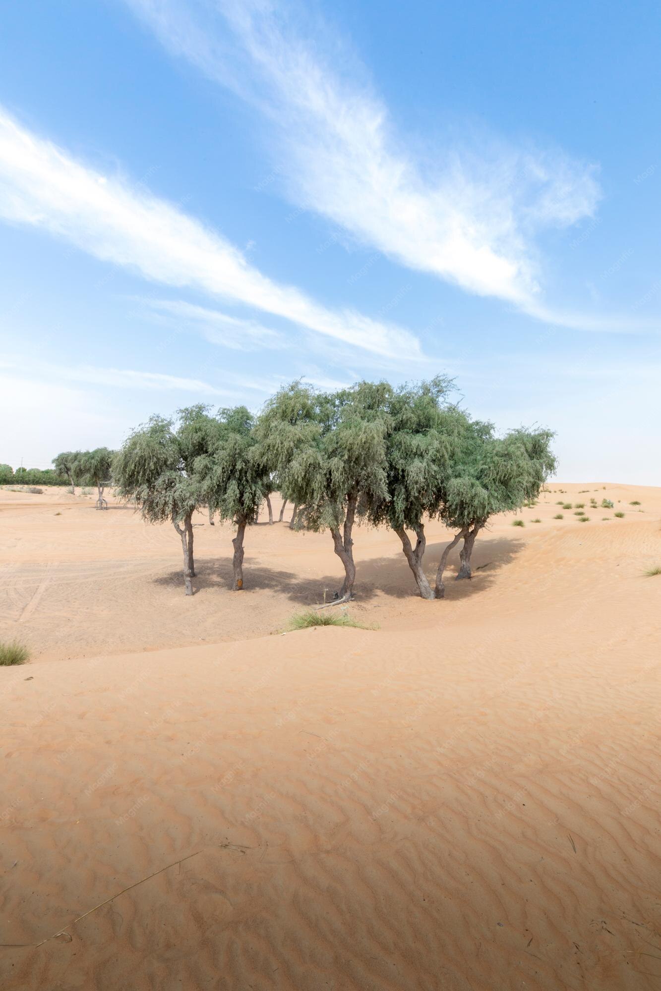 Lahbab Forest