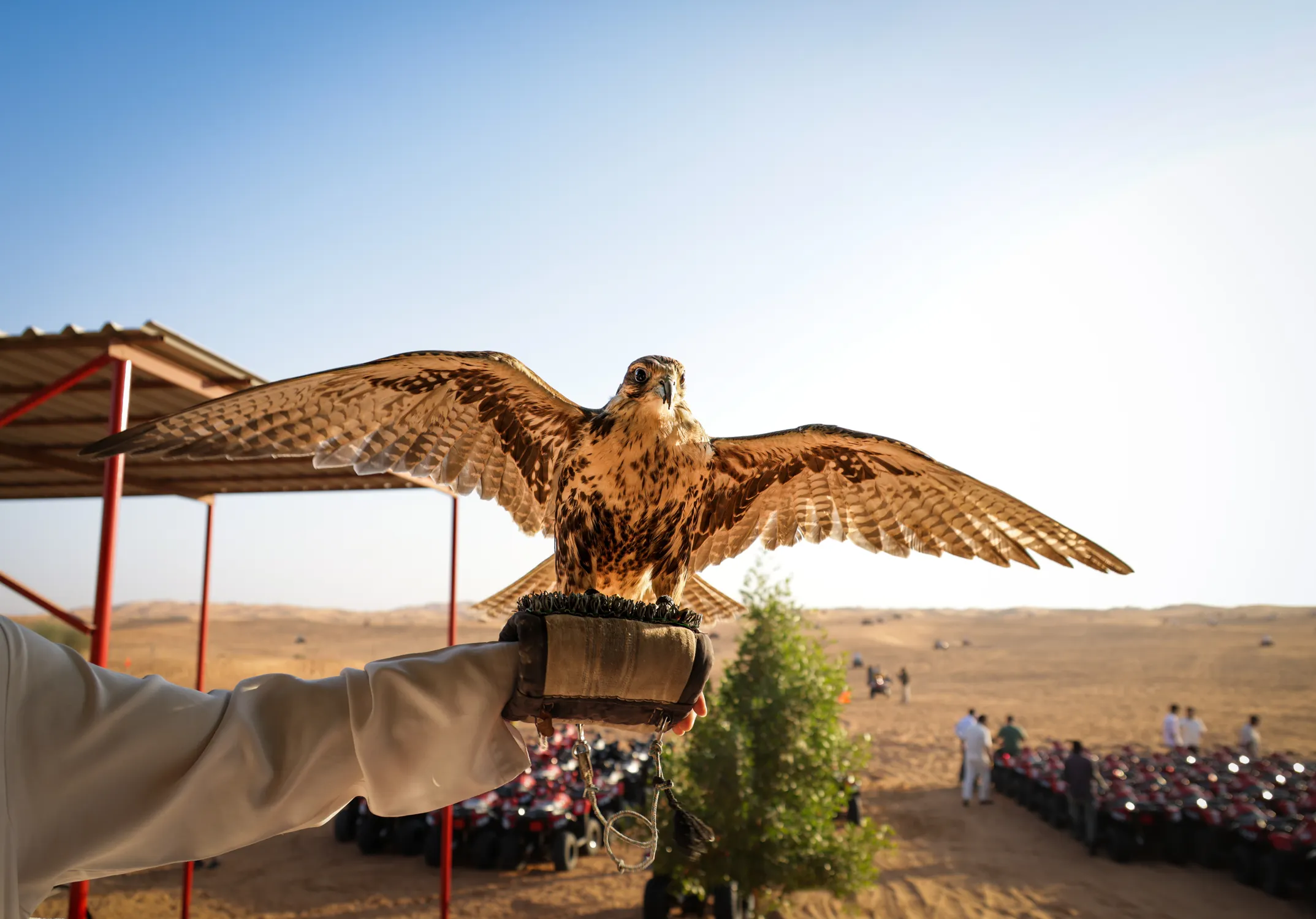 Al Lahbab Falconry Display Setup