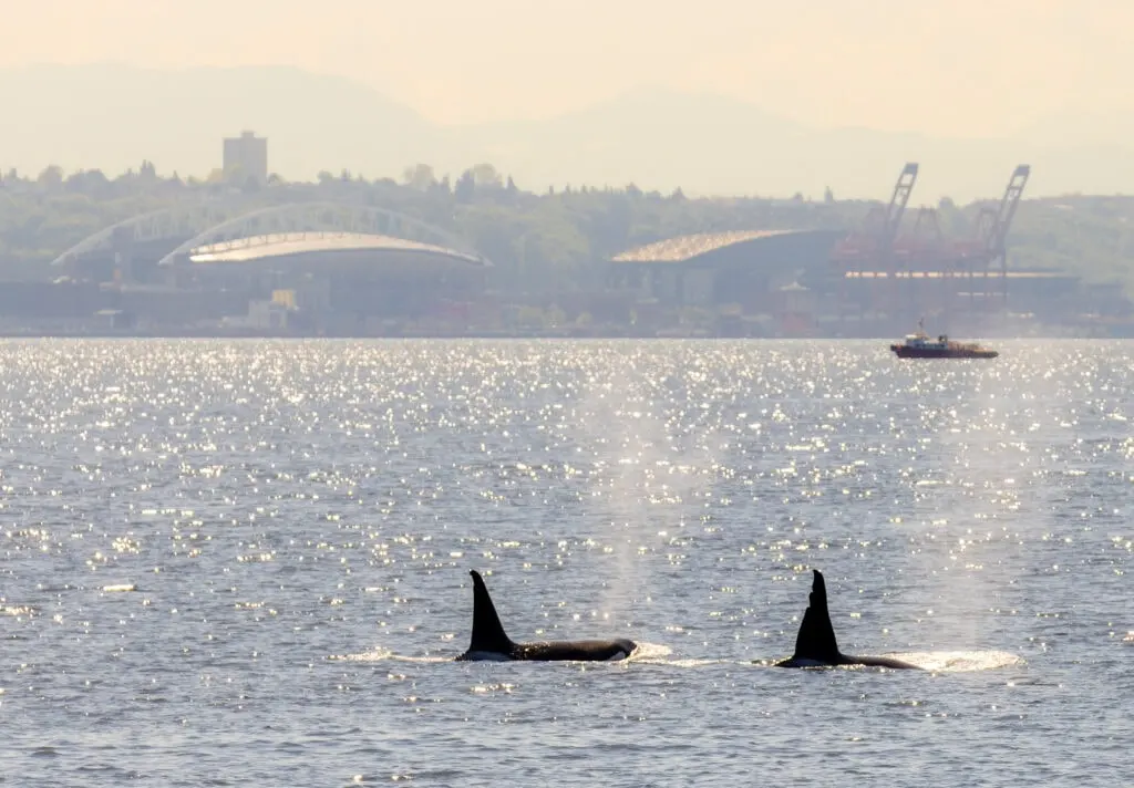 Sea Scan Boat Salish Sea Boat Tours 2026 — Seattle Wildlife Cruises