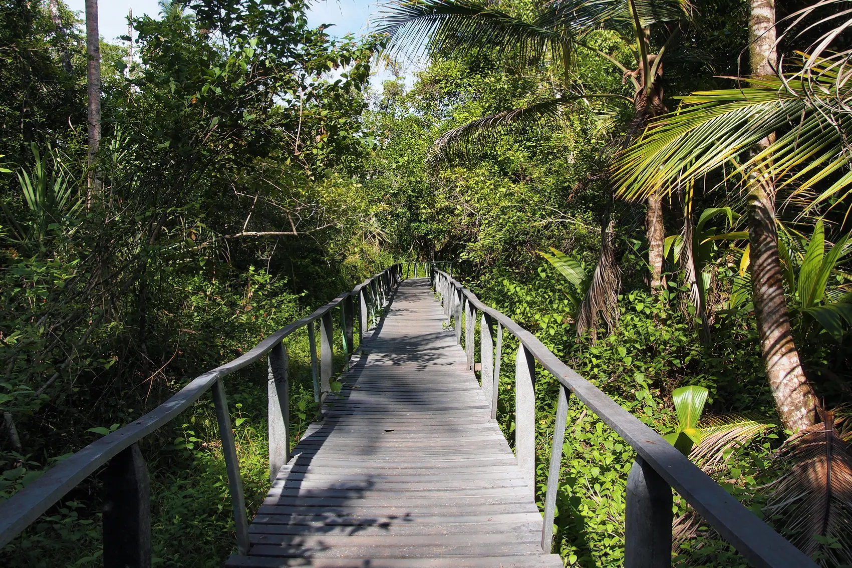 Coastal Forest Trail
