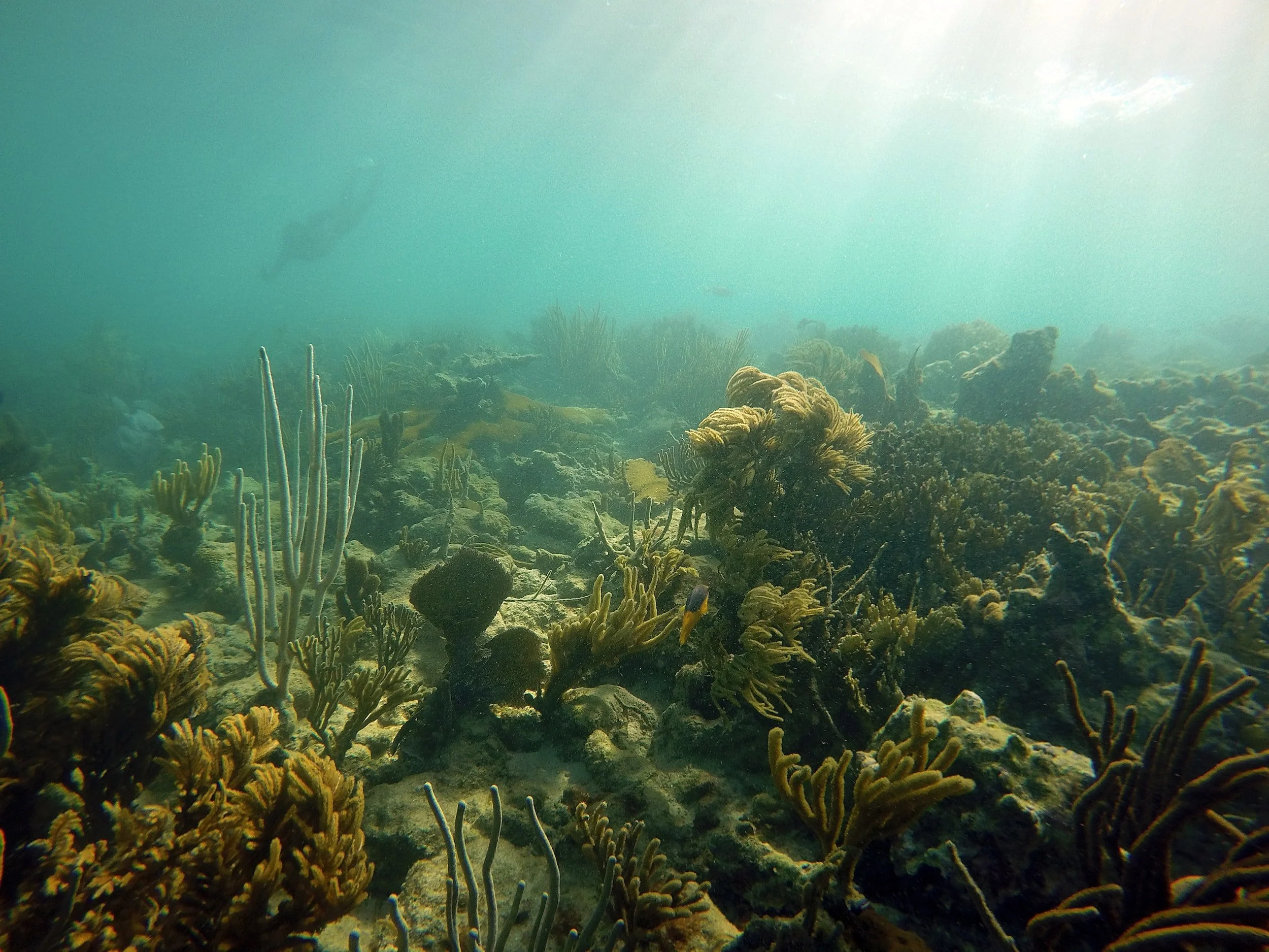 Puerto Vargas Reef Edge