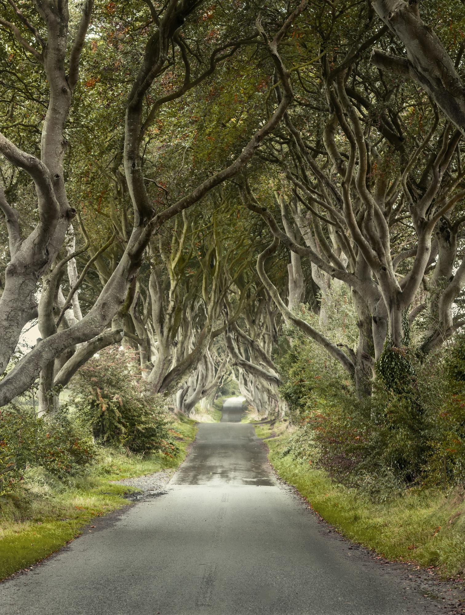 The Dark Hedges