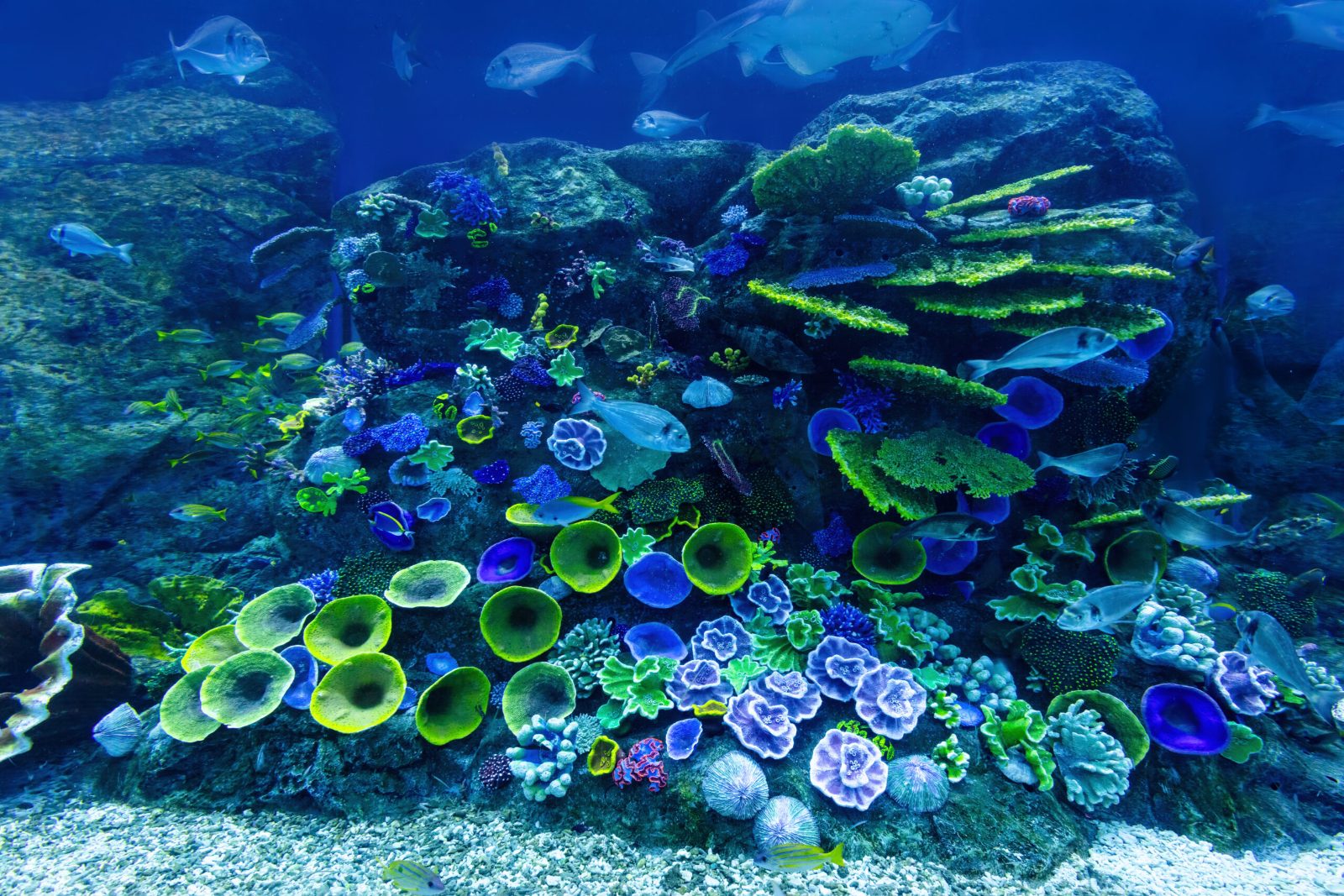 Coral Reef Shelf