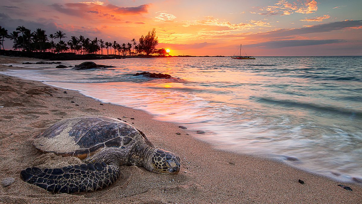 Turtle Reach