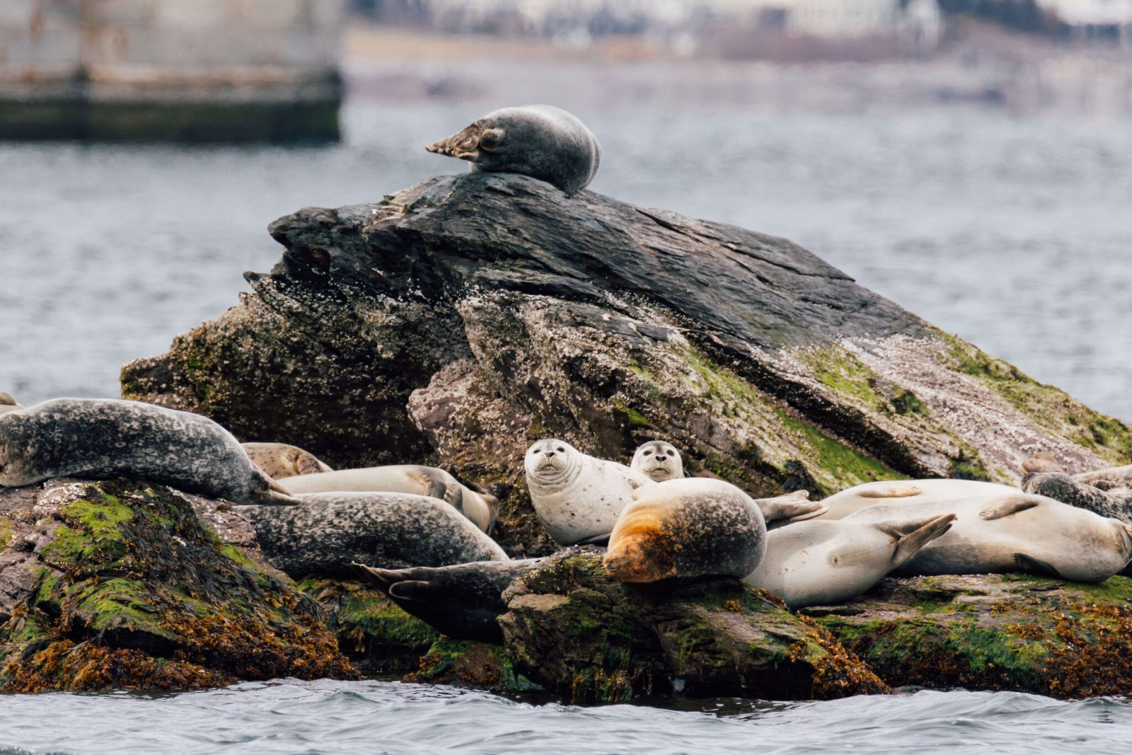 Marine Life Sightings