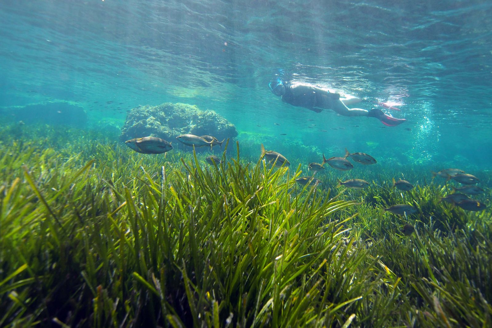 Snorkeling Minorque