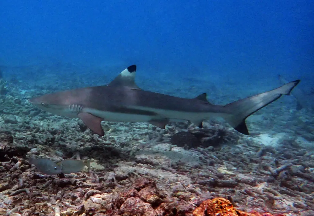 Shark Point