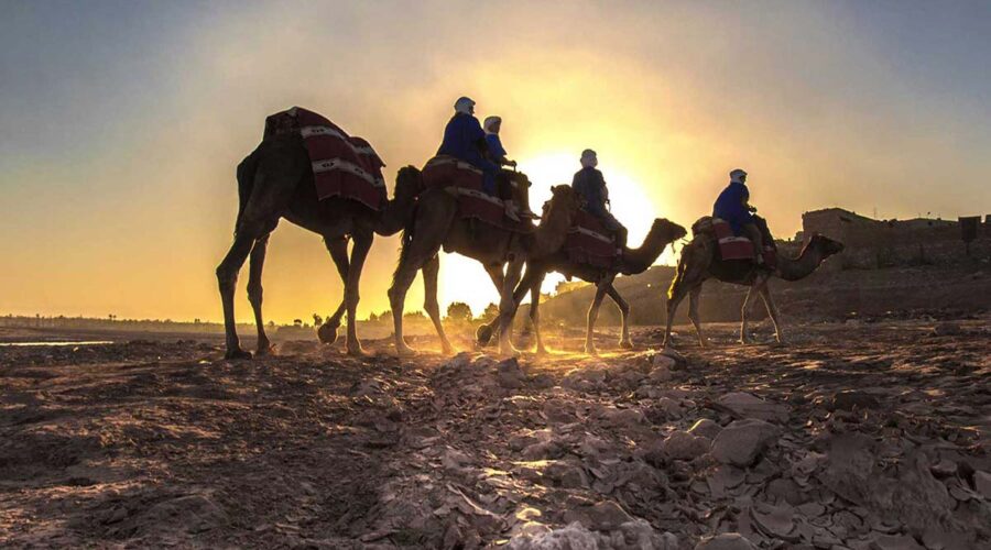 Sunset Camel Caravan