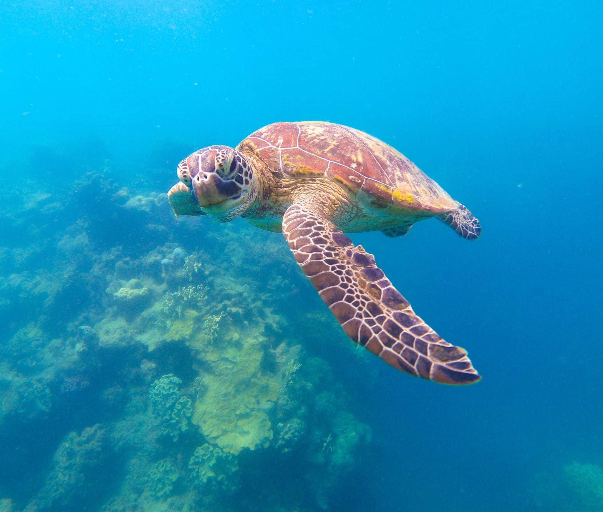 Marine Life Spotting