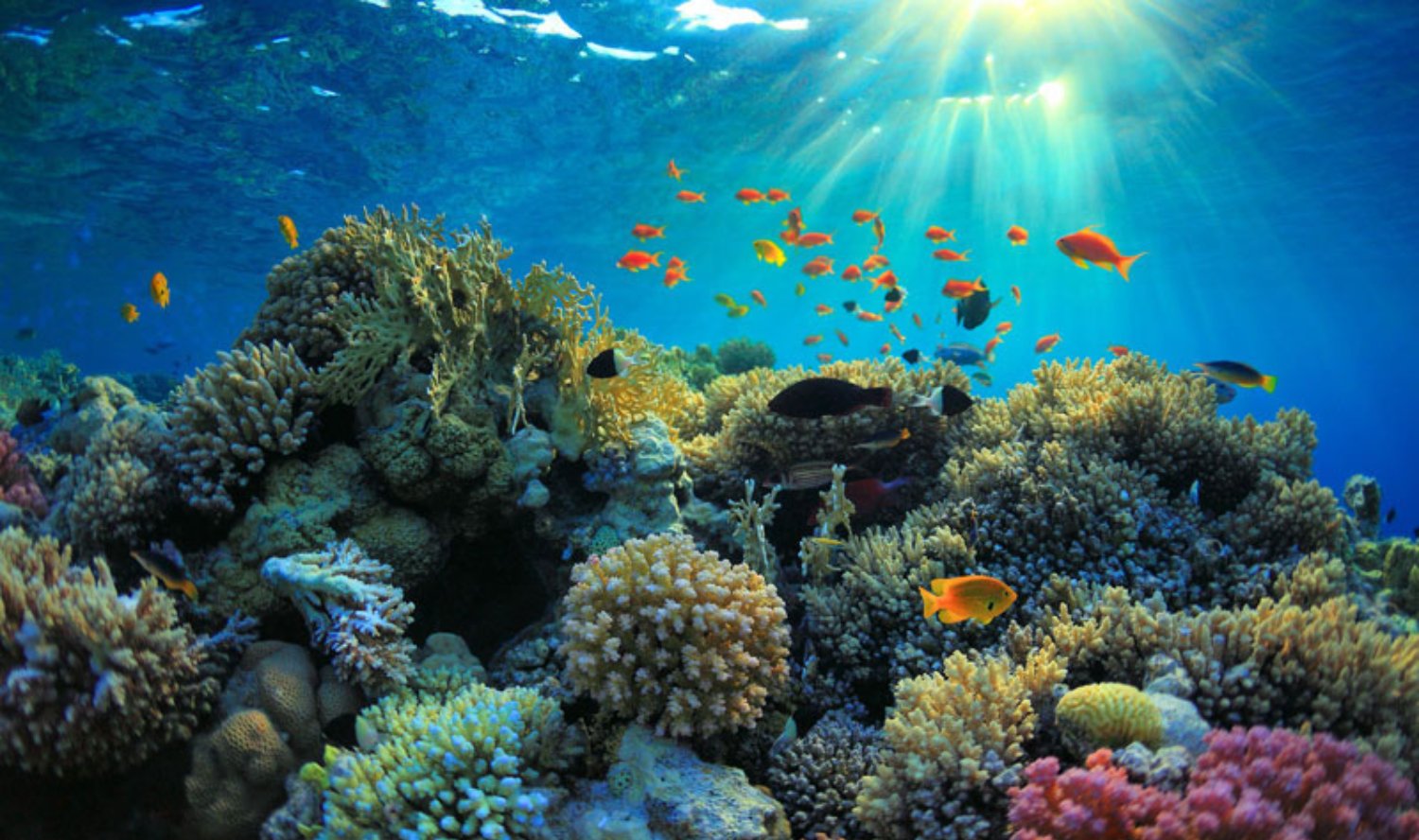 Crystal Bay Shallows