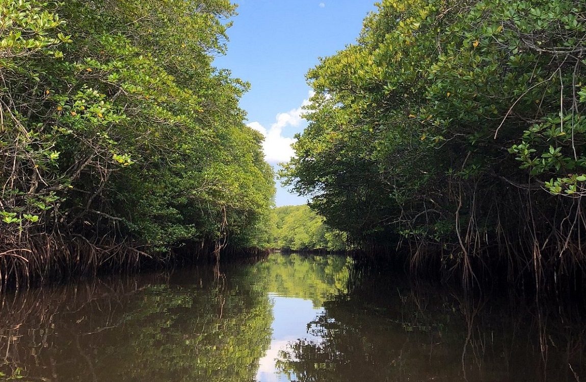 Mangrove Point