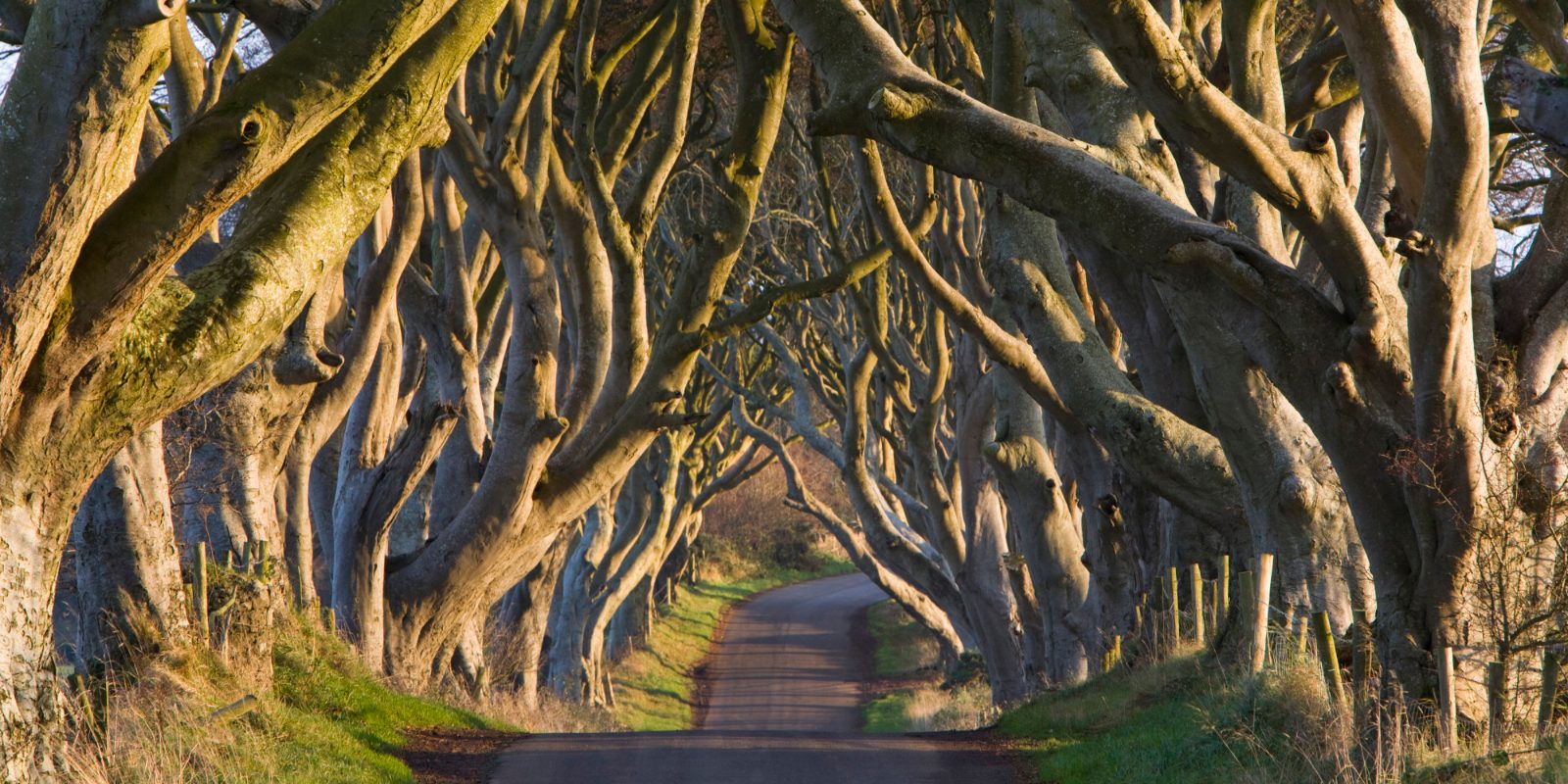 Dark Hedges & Castle