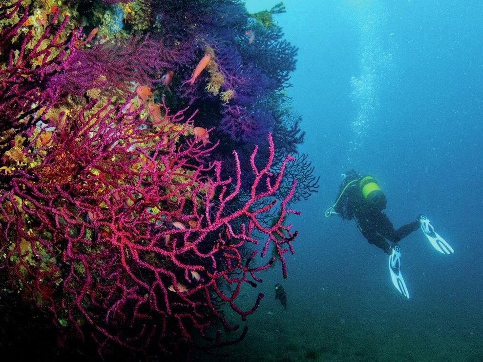 Medes Islands Marine Reserve