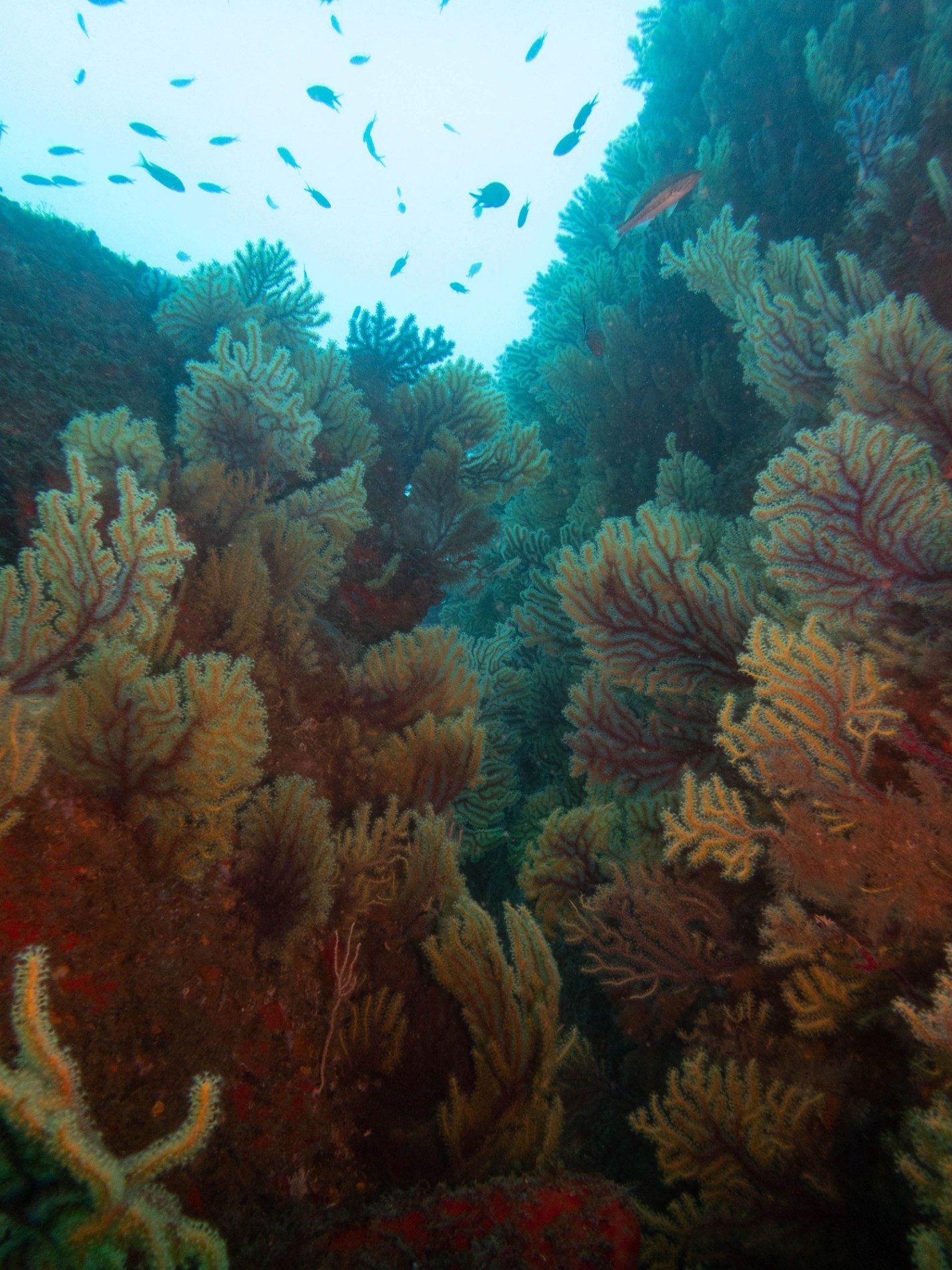 Formigues Islands