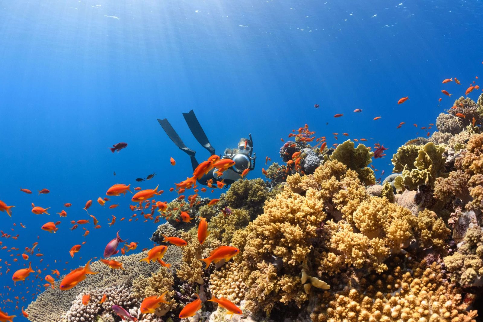 Ullastres Reefs