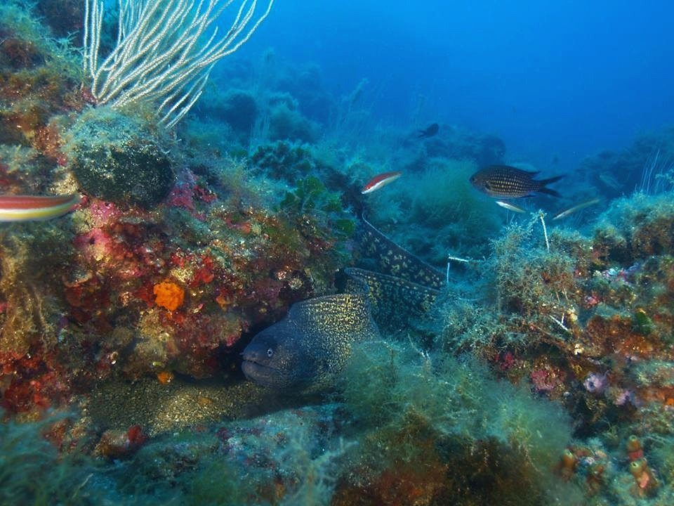 Formigues Islands