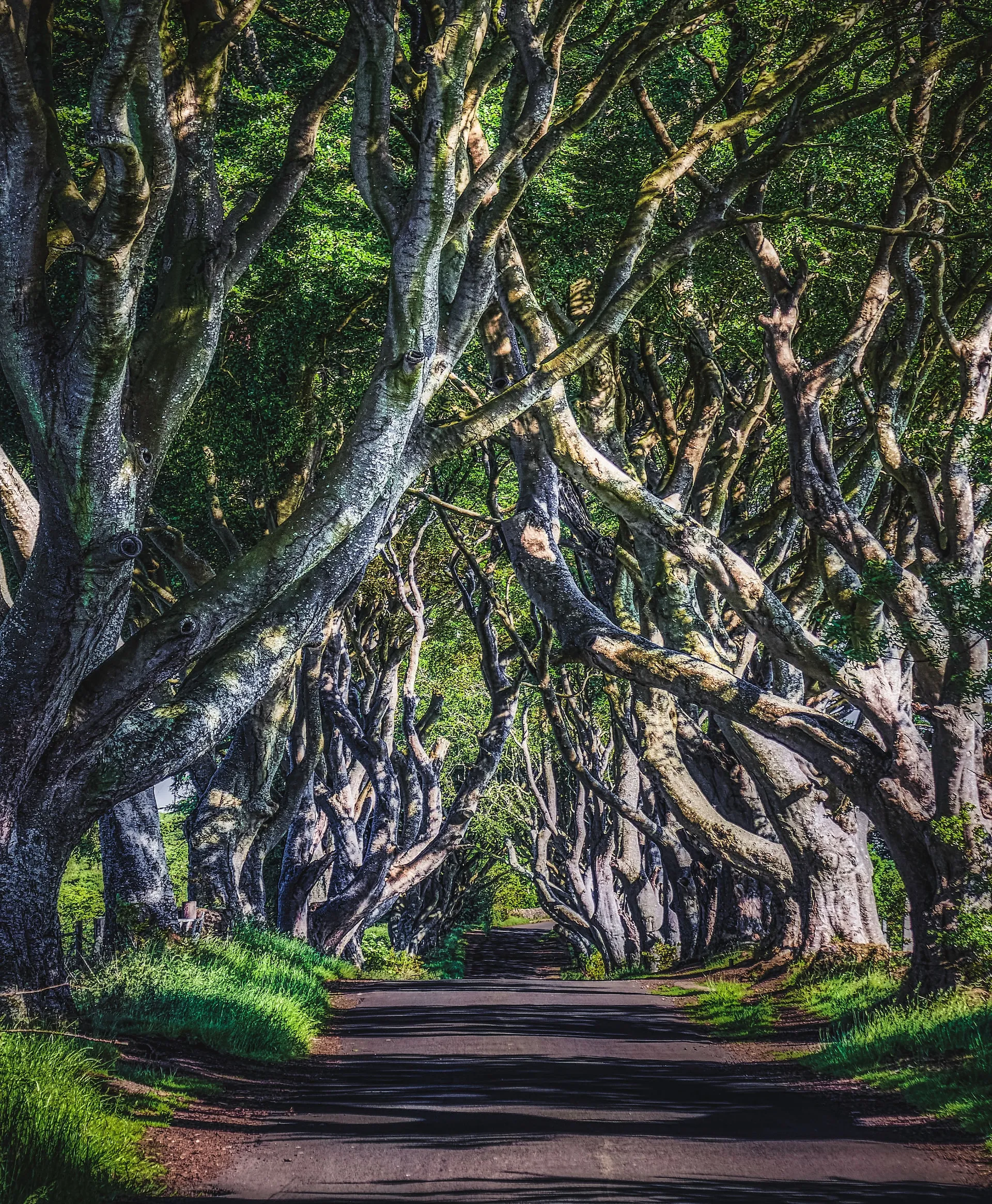 The Dark Hedges
